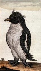 Carta zoologica raffigurante un uccello Diomedea della famiglia degli albatros. Incisione del XVIII secolo