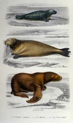 Tavola di zoologia raffigurante una foca, un tricheco e un leone marino. XIX secolo