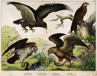a: Aquila reale (Aquila chrysaëtos), b: Aquila di mare (Haliaëtus albicilla), c: Biancone (Circaëtus gallicus), d: Nibbio reale (Milvus regalis) - in «Storia naturale degli uccelli», Hoepli, Milano.