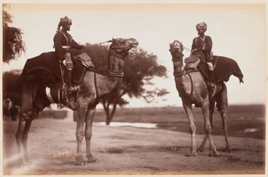Camel Sowars al Campo di Esercizio di Delhi