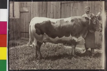 Mucca - Pinzgau Gelbscheck