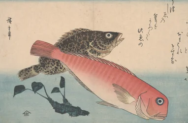 Amadai, Mebaru e Radice di Wasabi