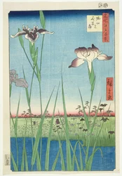 BM.Cat.440 Iris a Horikiri, n. 56 della serie «100 vedute di Edo», («Meisho Edo hyakkei»), pubblicato nel 1857