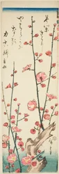 Rami di prugna in fiore