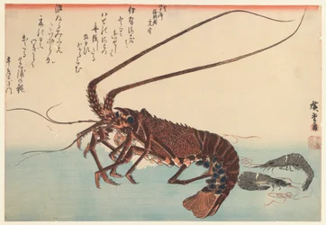 Gambero e due gamberetti, dalla serie Grandi Pesci, 1840