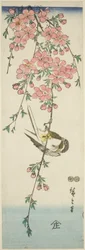 Cinciallegra e fiori di ciliegio
