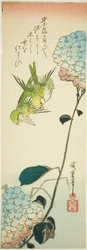 Uccelli verdi e ortensie