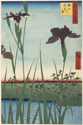 Giardino di iris di Horikiri (Horikiri no hanashōbu), dalla serie Cento vedute famose di Edo (Meisho Edo hyakkei)