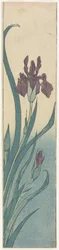 Iris, inizio XIX secolo