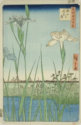 Iris a Horikiri (Horikiri no hanashobu), dalla serie "Cento Vedute Famose di Edo (Meisho Edo hyakkei)"