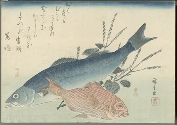 Spigola giapponese, pagro occhio dorato e pianta di shiso