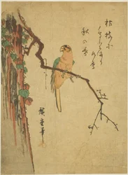 Ara su un albero coperto di edera