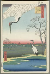 Minowa, Kanasugi e Mikawashima