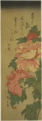 Peonie