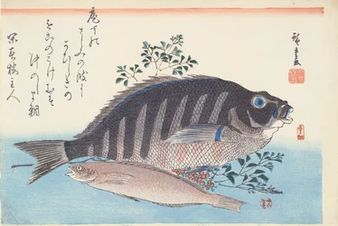 Shimadai e Ainame, dalla serie 