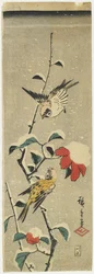 Passeri e camelia nevosa, 1837-1848