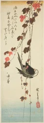 Uccello dalla testa bianca e edera
