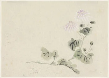 Crisantemi bianco-viola