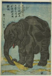 Grande elefante dall