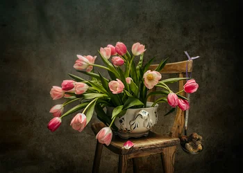 Eleganti tulipani rosa