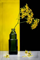 Fiori gialli: contrasto moderno