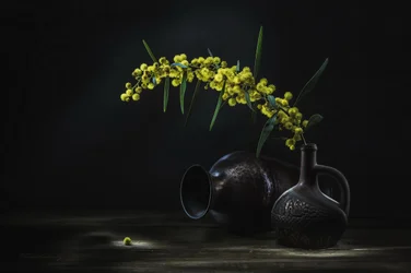 Natura morta con mimosa gialla
