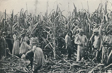 Una piantagione di canna da zucchero, 1916