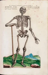 Ossa del corpo umano, illustrazione da ”De Humani Corporis Fabrica Libri Septem” di Andreas Vesalius