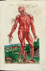 Prima Musculorum Tabula, illustrazione da "De Humani Corporis Fabrica Libri Septem" di Andreas Vesalius
