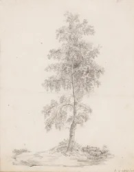 Betulla