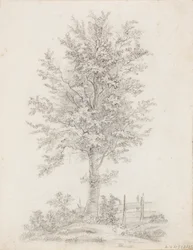 Albero a foglia larga