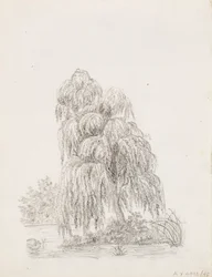 Albero a foglia larga
