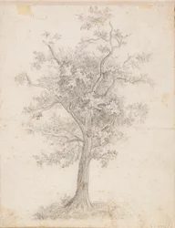 Albero a foglia larga