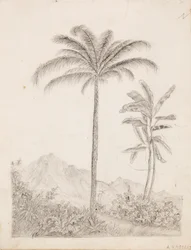 Palme