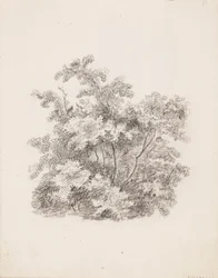 Arbusti