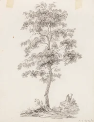 Albero