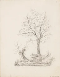 Alberi