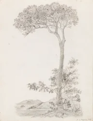 Alberi