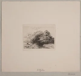 Margine di una foresta