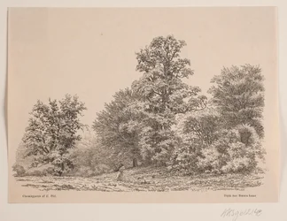 Margine di una foresta