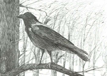 Uccello