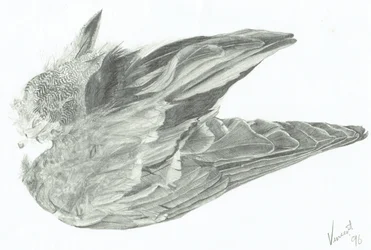 Ala