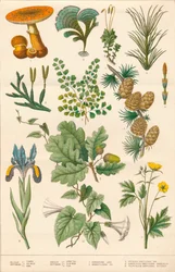 Illustrazione botanica, c1880s