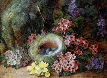 Nido di uccelli con fiori e primule. Dipinto di Vincent Clare (1855-1930 circa) Collezione privata.