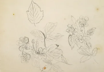 Recto: Studio di fiori, 1869-1871