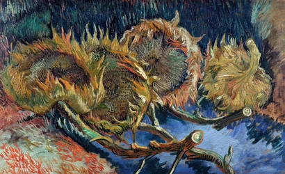 Quattro girasoli tagliati