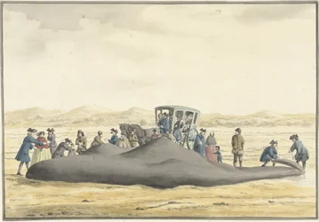 Capodoglio arenato sulla spiaggia tra Zandvoort e Wijk aan Zee, 20 febbraio 1762, visto di schiena