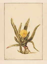 Erba ghiacciata con fiori gialli