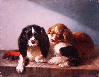 Una coppia di Cavalier King Charles Spaniel su un cornicione