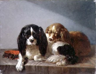 Spaniel di Re Carlo